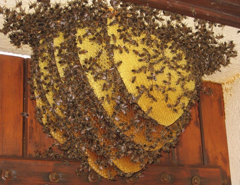 Abeille