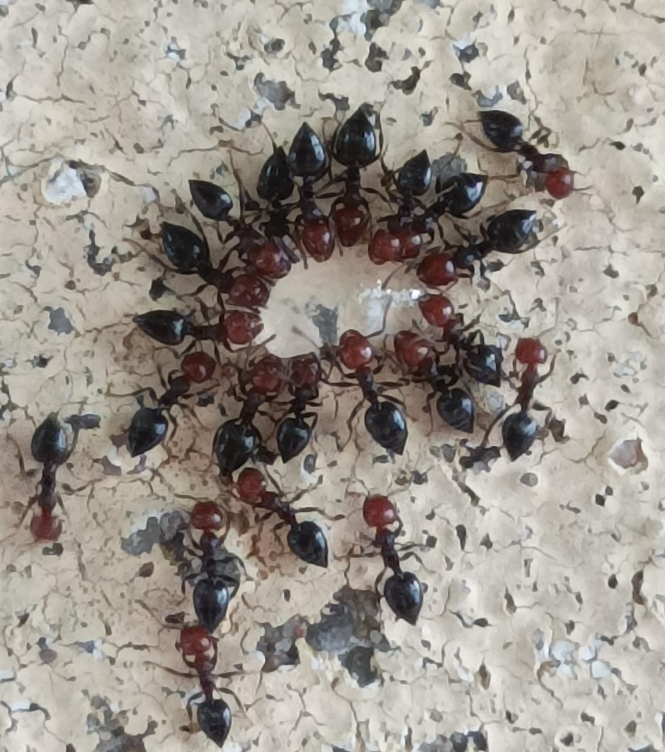 Fourmis