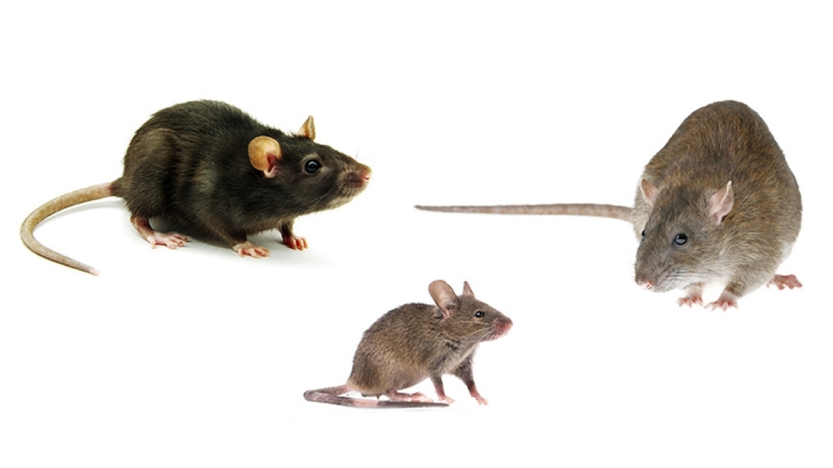 Rat