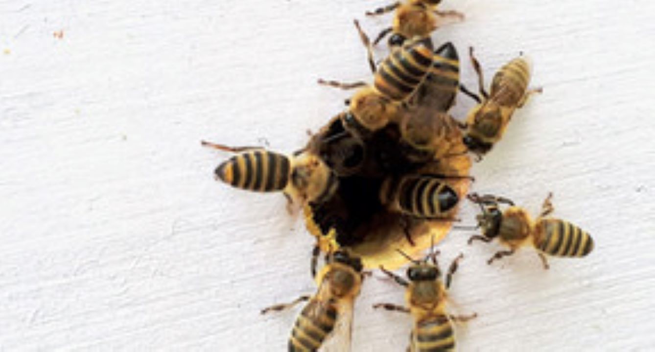 Abeilles